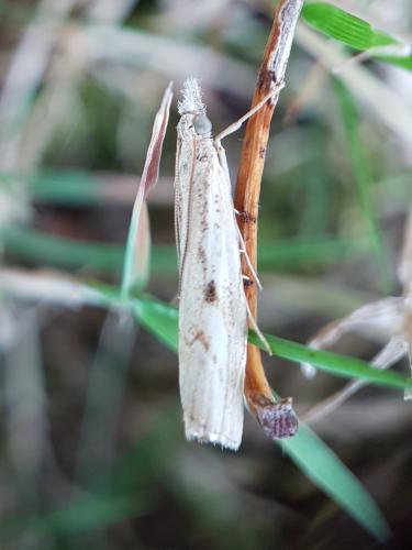 Agriphila geniculea